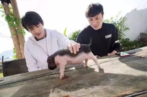 小猪最新爆料,揭秘娱乐圈幕后真相